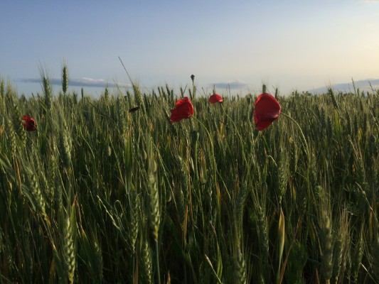 Poppies blowing in the wheat on the drive across Spain